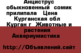 Анциструс обыкновенный- сомик прилипала › Цена ­ 60 - Курганская обл., Курган г. Животные и растения » Аквариумистика   